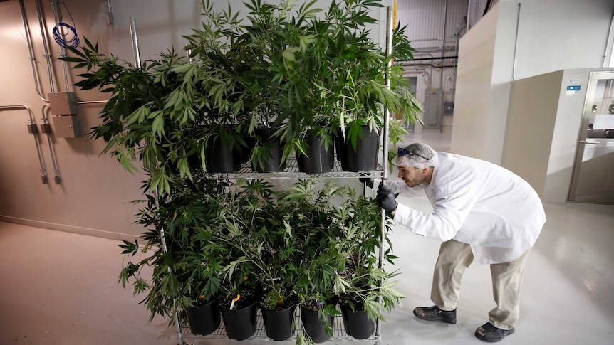 A worker pushes a cart of marijuana plants.