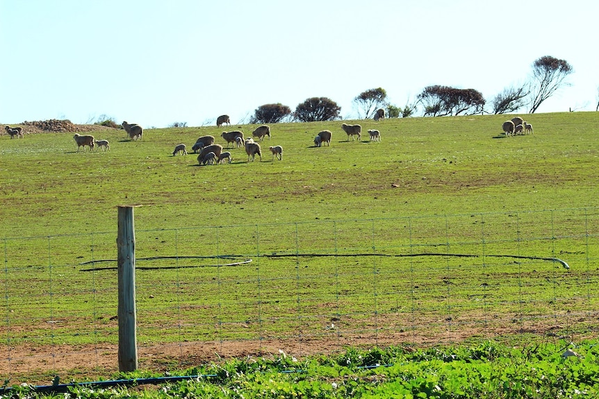 About 20 sheep in a green paddock with a fence line across the front