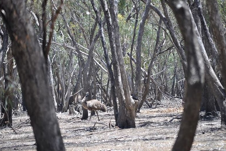 A emu is seen in the distance among trees