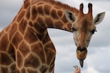 An adult giraffe sticks its tongue out at a leaf offered to it by a zookeeper.