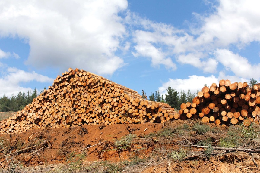 Harvested pine trees ready to be transported