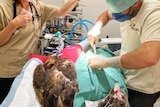 A bird being operated on.