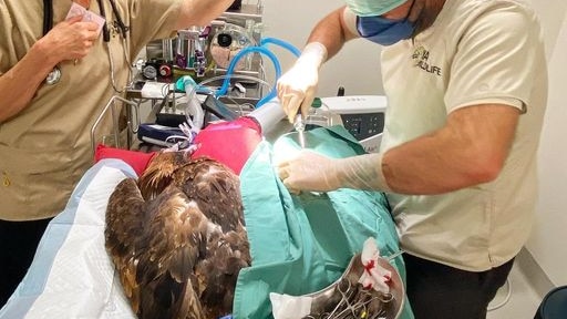 A bird being operated on.