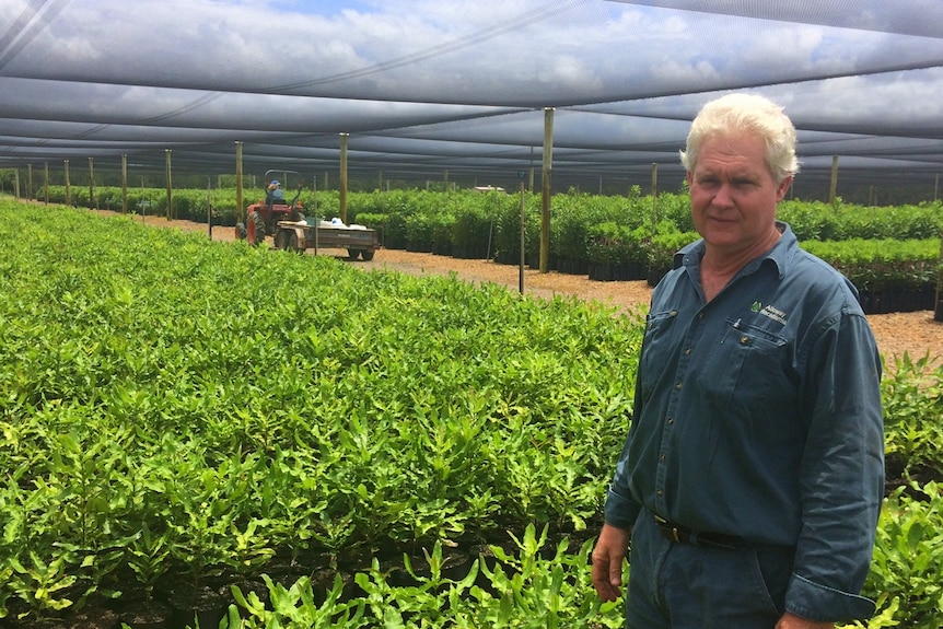 Ray Norris stands in front of thousands of young macadamia nut trees.