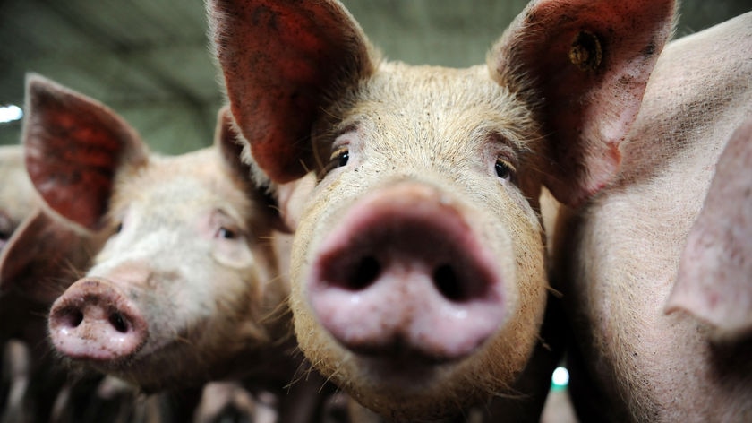 Close up of pigs on a pig farm in Colombia in April 2009.