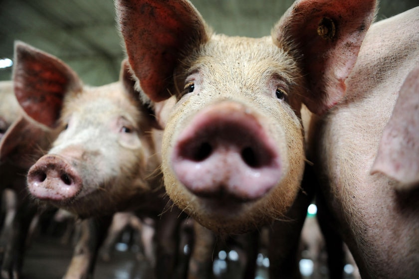 Close up of pigs on a pig farm in Colombia in April 2009.