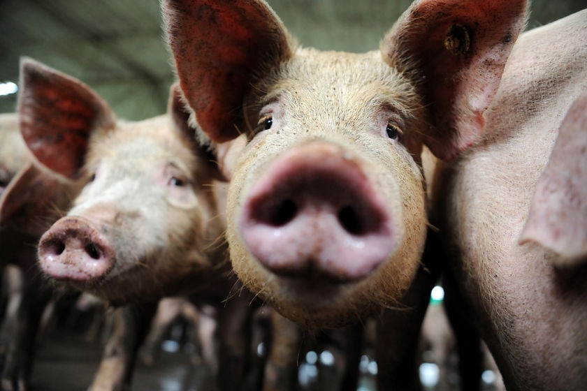 Close up of pigs on a pig farm.