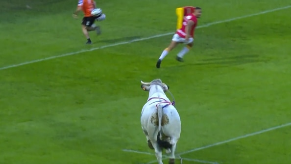 A screenshot of a bull running towards footballers.