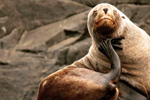 Seal sits on a rock