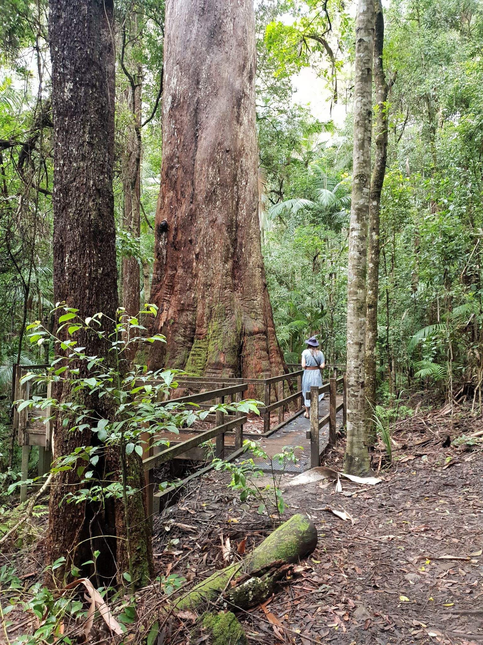 The largest blackbutt trees in Australia are a 'portal into the past