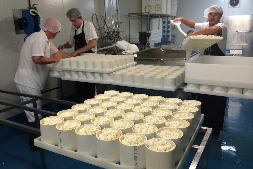 Rounds of raw milk blue cheese being made at Udder Delight