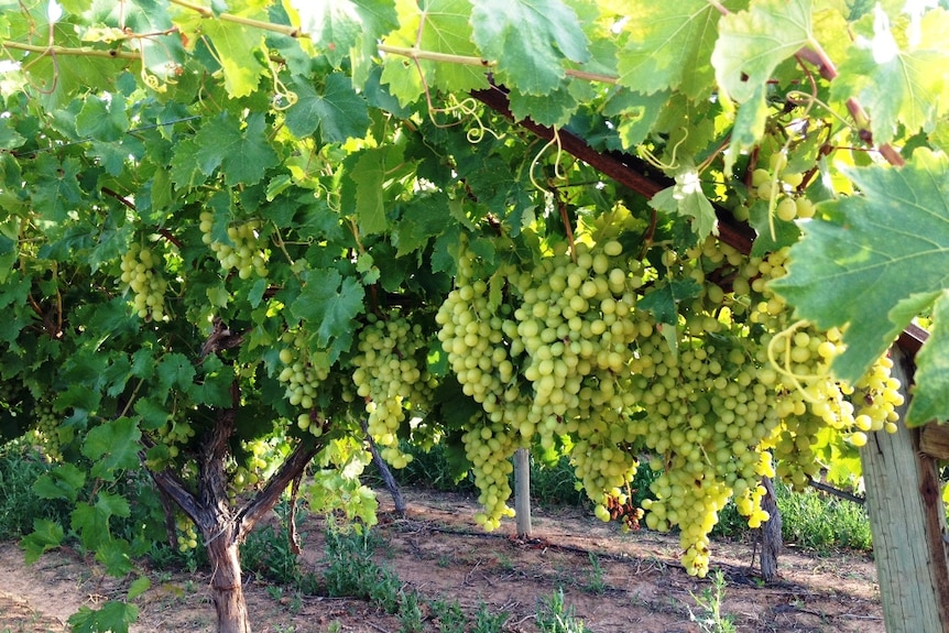 Wine grapes in Sunraysia