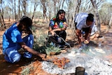 Aboriginal people cooking some bush tucker.