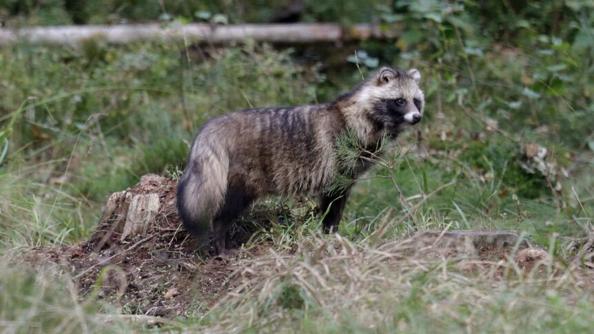 A racoon dog stands in a forest setting.