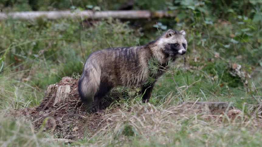 A racoon dog stands in a forest setting.