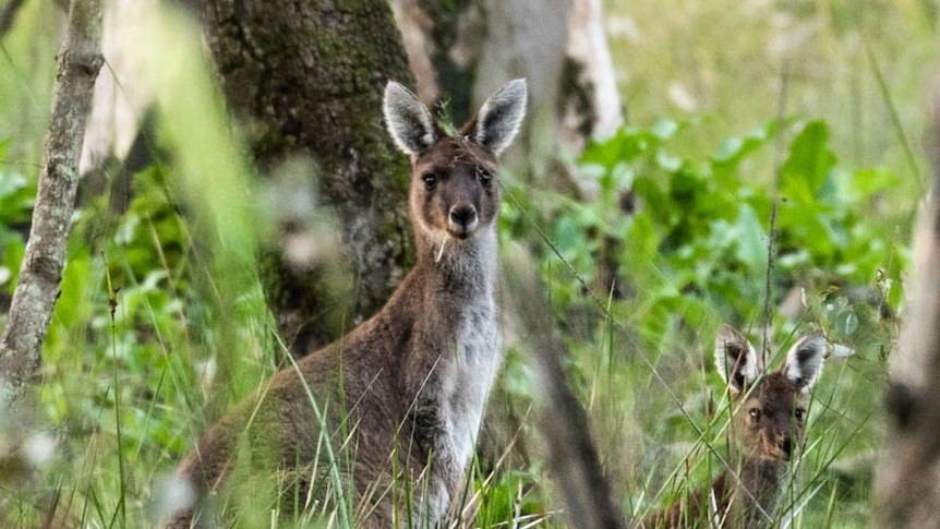 Kangaroos looking at the camera.