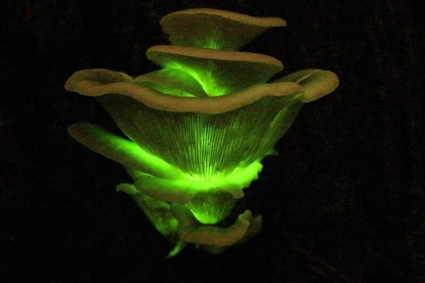 A fungus glows green.