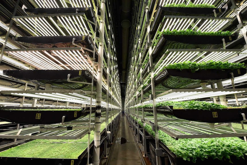 Multi-levelled racks of green produce under lights in a factory type building