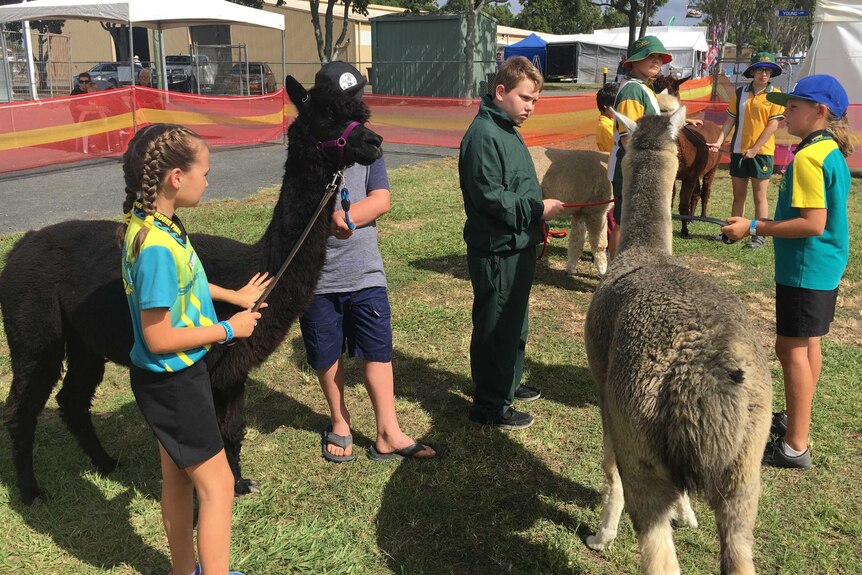 Children with alpacas
