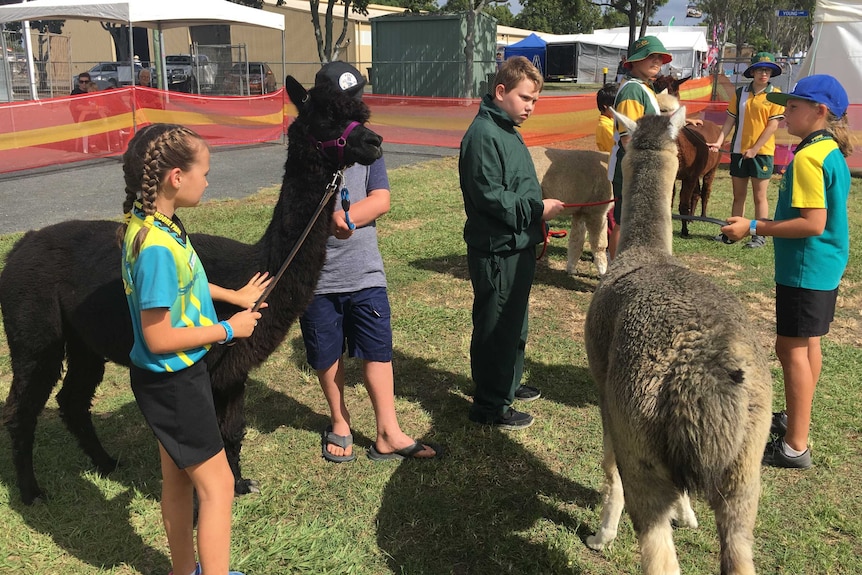 Children with alpacas