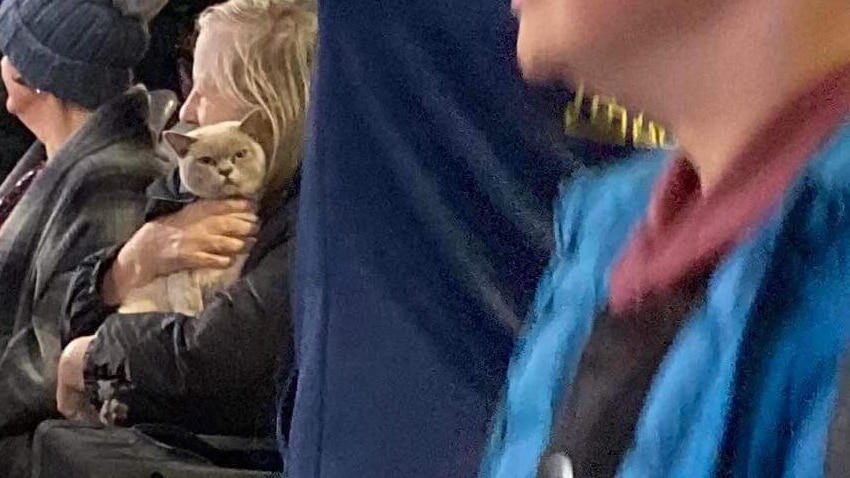 A cat has been photographed enjoying the Round 19 Melbourne v Western Bulldogs match 