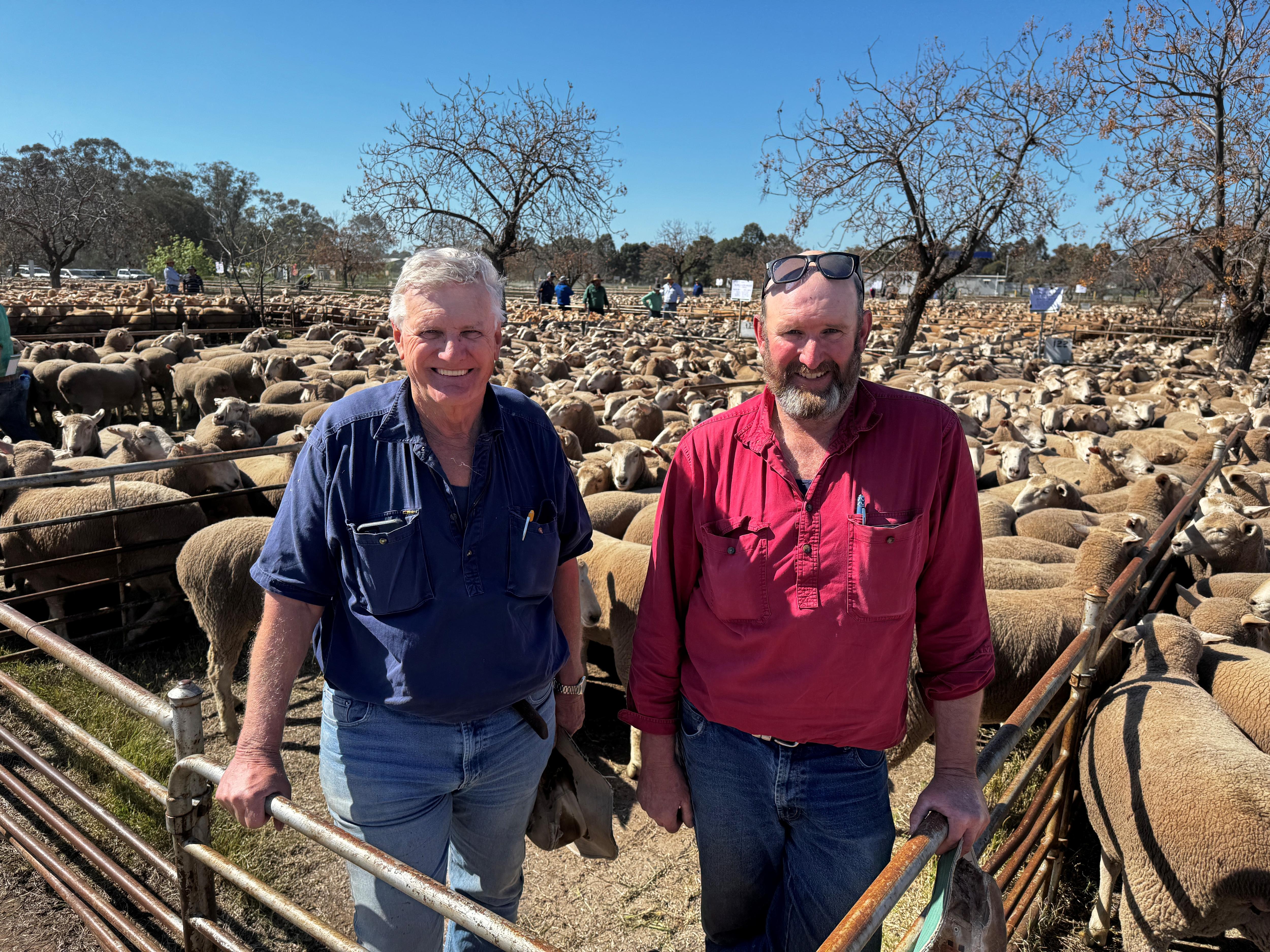 Record prices have farmers turning cropping paddocks over to sheep