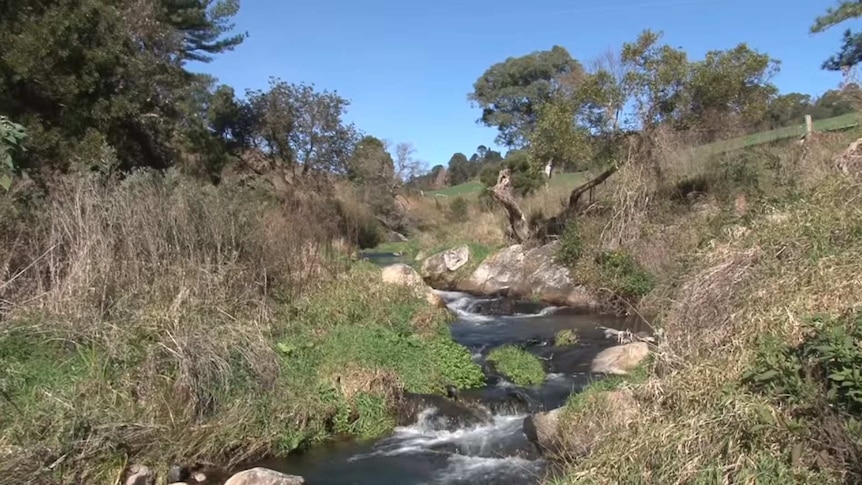 Stream on the Dorrigo Plateau