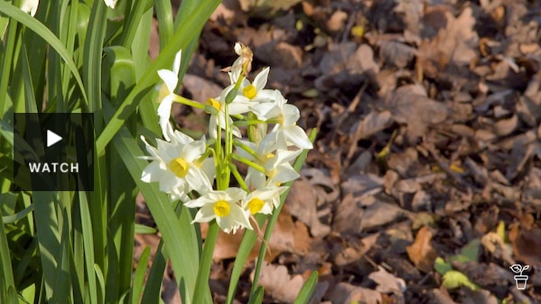 Jonquil flowers growing in a garden. Has Video.