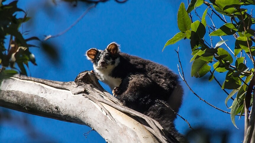 A grey and white little fluffy Greater gliders on a gum tree  branch looking ahead with big round eyes and a long fluffy tail.