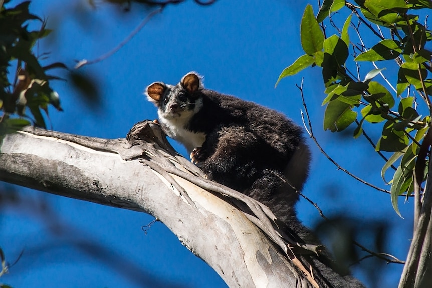 A grey and white little fluffy Greater gliders on a gum tree  branch looking ahead with big round eyes and a long fluffy tail.