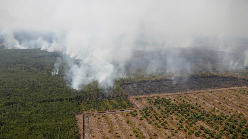 Smog covers trees during a forest fire next to a palm plantation in Palangka Raya.