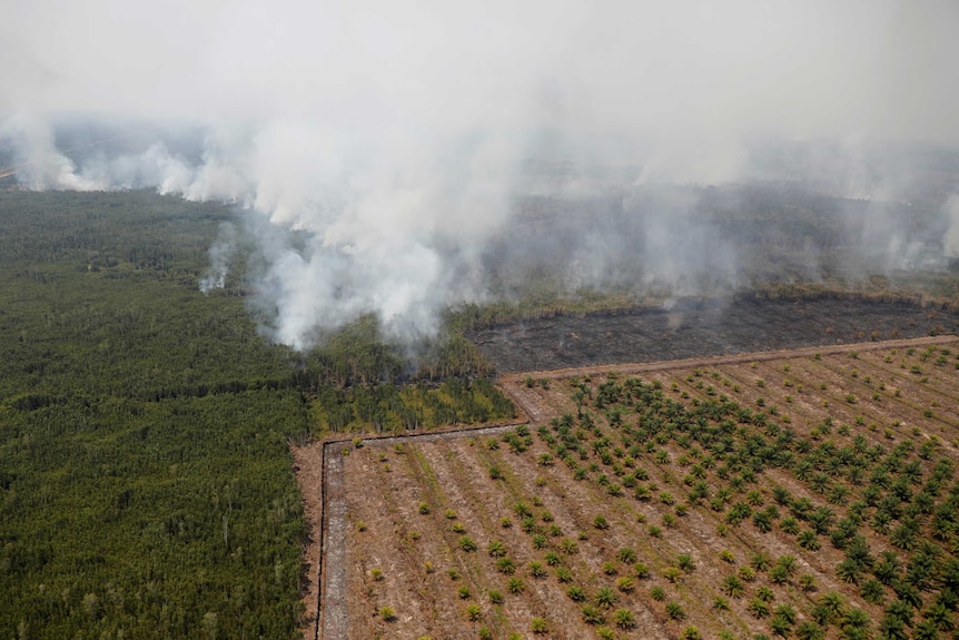 Smog blankets trees during a forest fire next to a palm grove in Palangka Raya.