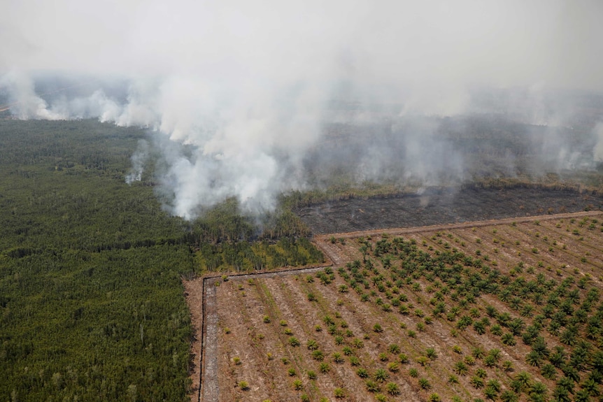 Smog covers trees during a forest fire next to a palm plantation in Palangka Raya.