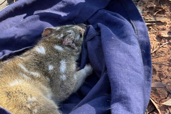 A spotted marsupial in a bag being released into the outback.