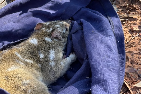 A spotted marsupial in a bag being released into the outback.