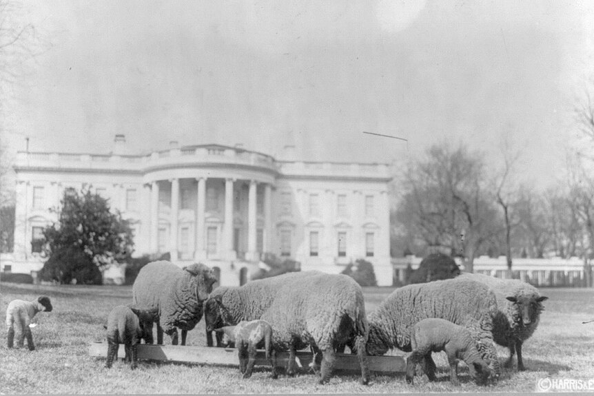 Sheep pictured on the White House lawn, the front of the iconic building can be seen behind the animals.