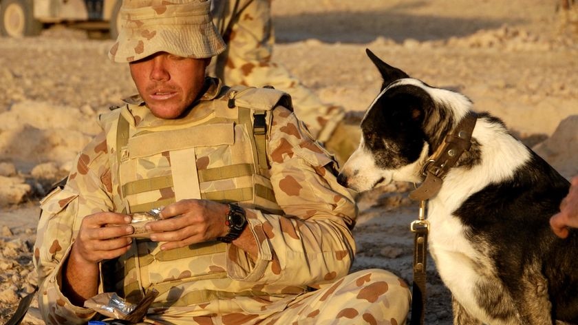 An Australian soldier eats rations while a dog stares at them