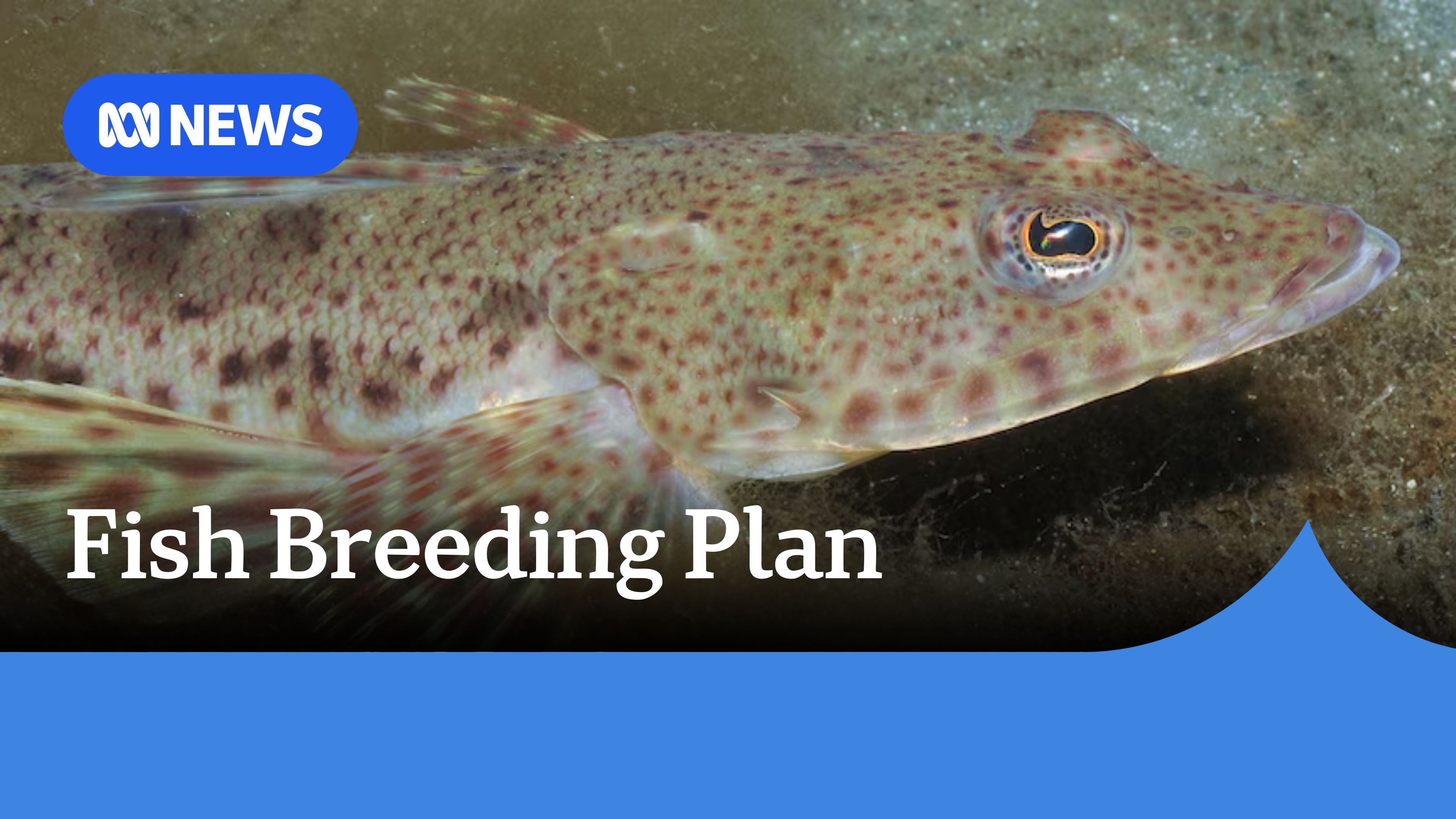 Tasmanian authorities consider breeding sand flathead to restore stocks ...