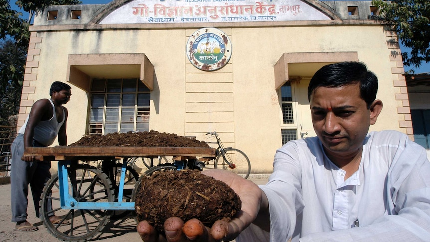 An Ayurvedic medical research centre, India, receiving a delivery of cow dung which is used in the Panchgavya treatment.