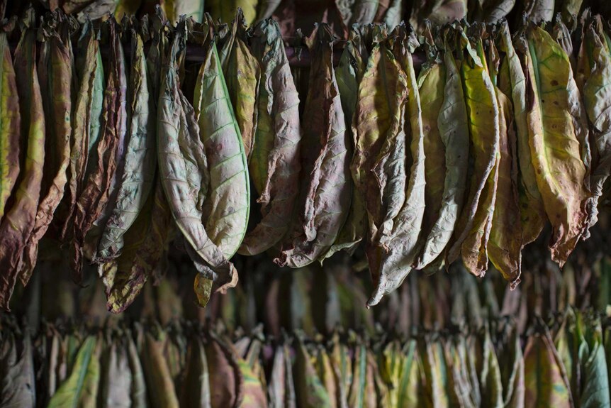 Curing barn