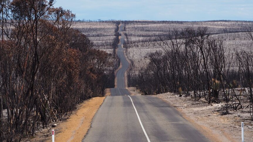 Burnt trees and dry land either side of a windy road
