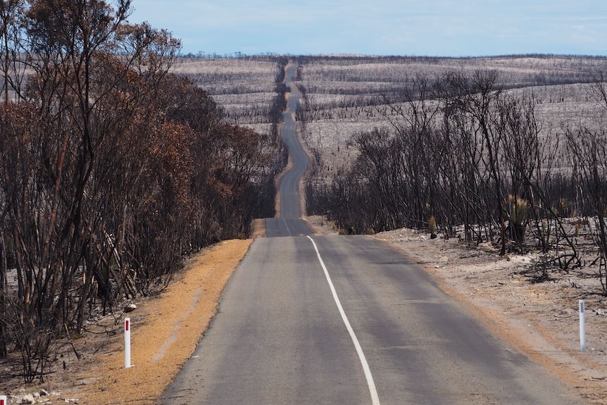 Burnt trees and dry land on either side of a windy road