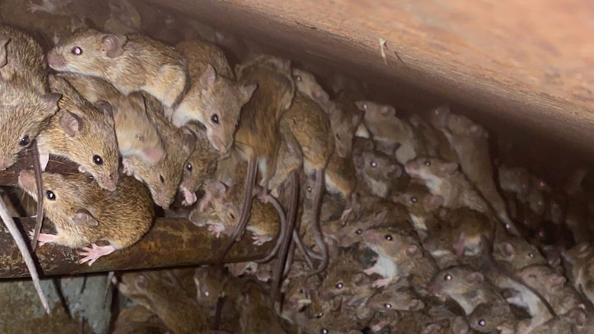Australian mouse plague: 'napalming' rodents could kill native and