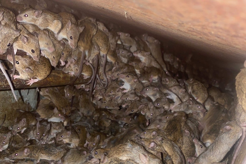 Hundreds of mice hiding underneath a silo. 