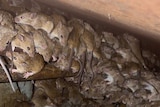 Hundreds of mice hiding underneath a silo. 