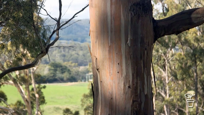 Eucalypts trunk in foreground with valley and bushland in background