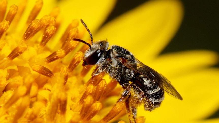 Close up on a bee on a yellow plant