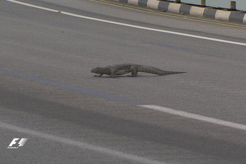 A monitor lizard crosses the track at the Marina Bay circuit in Singapore.