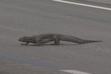 A monitor lizard crosses the track at the Marina Bay circuit in Singapore.
