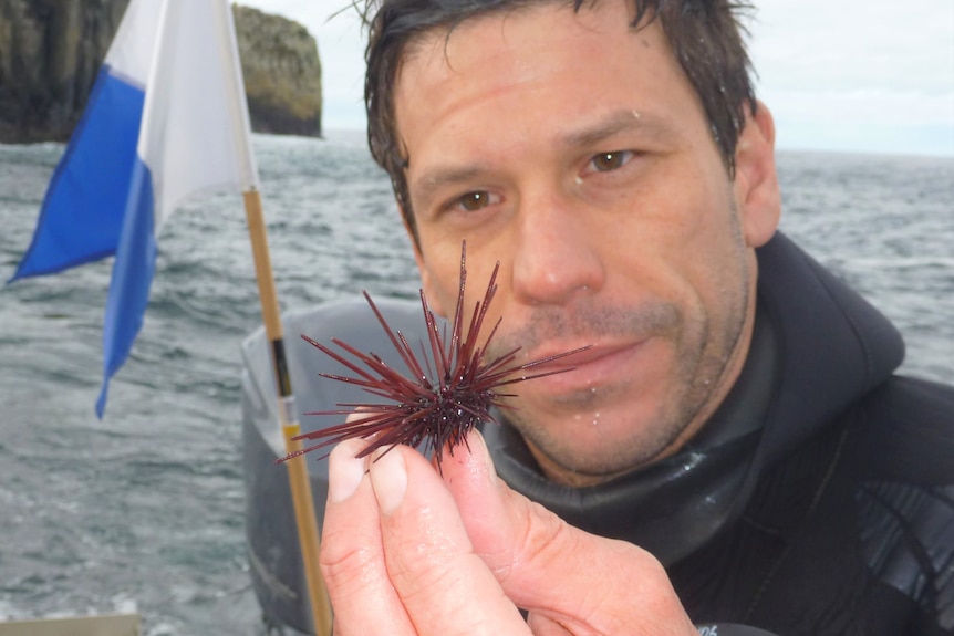 Man in water looks at sea urchin